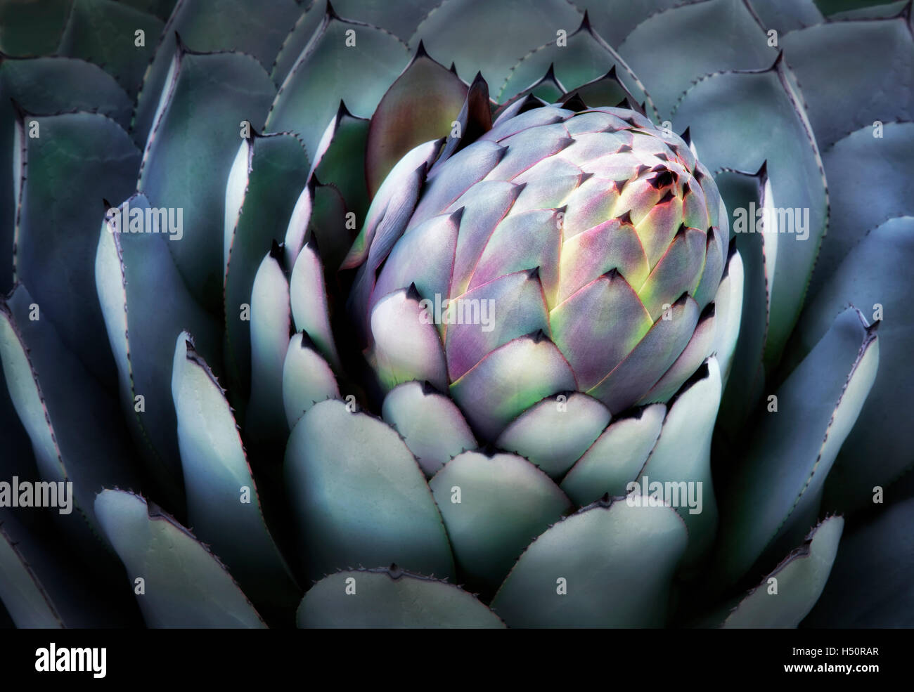 Aloe-Pflanze hautnah. Big Sur Küste, California Stockfoto