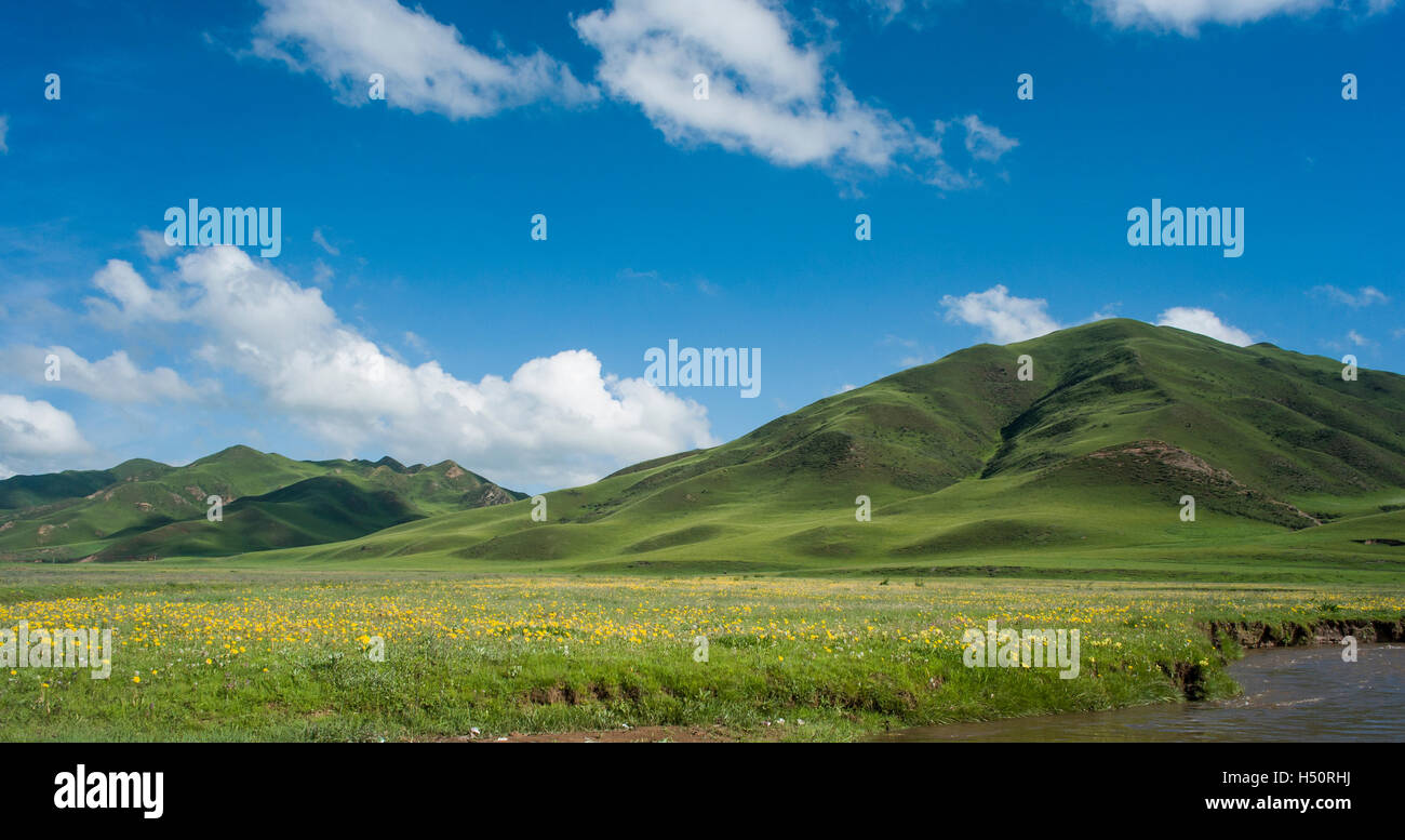 wilde Blumen, Wiese, Fluss und Berg fahren Grünland in Sichuan, China Stockfoto
