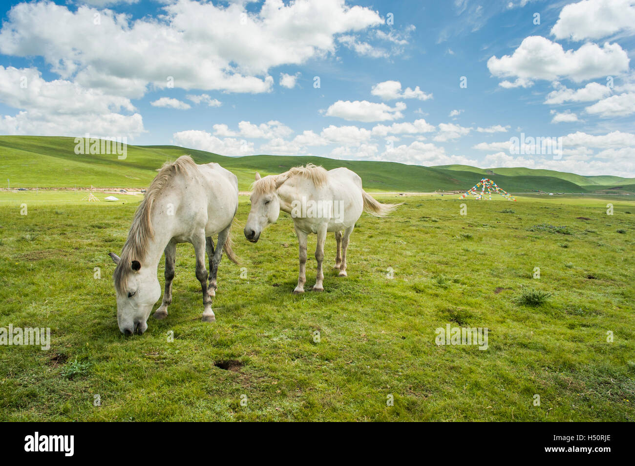 Pferd und Prärie fahren Grünland, Sichuan, China Stockfoto