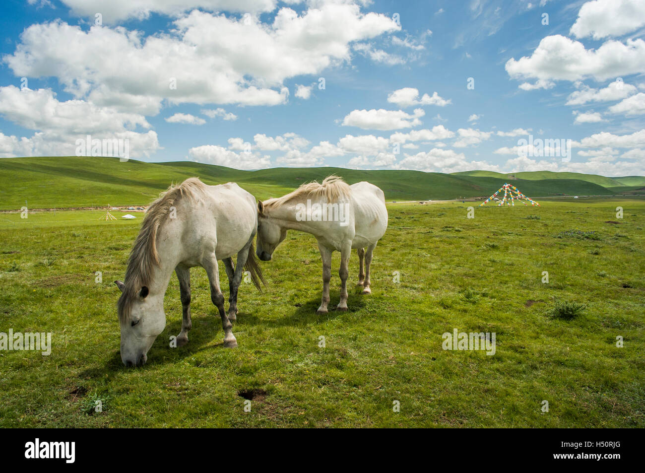Pferd und Prärie fahren Grünland, Sichuan, China Stockfoto