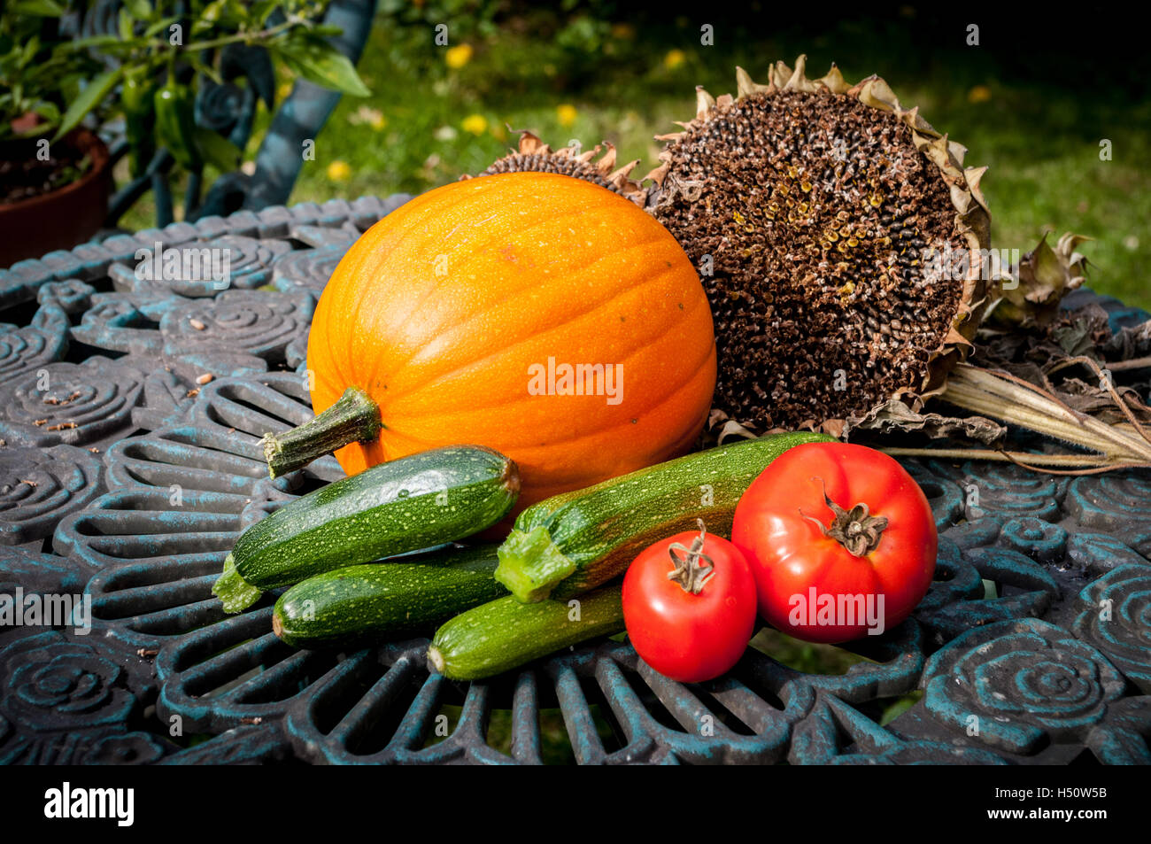 Draußen am Gartentisch angezeigten Produkte aus dem Garten. Kürbis, Zucchini, Tomaten und Sonnenblumen Samen-Köpfe mit Chili-Pflanze. Stockfoto