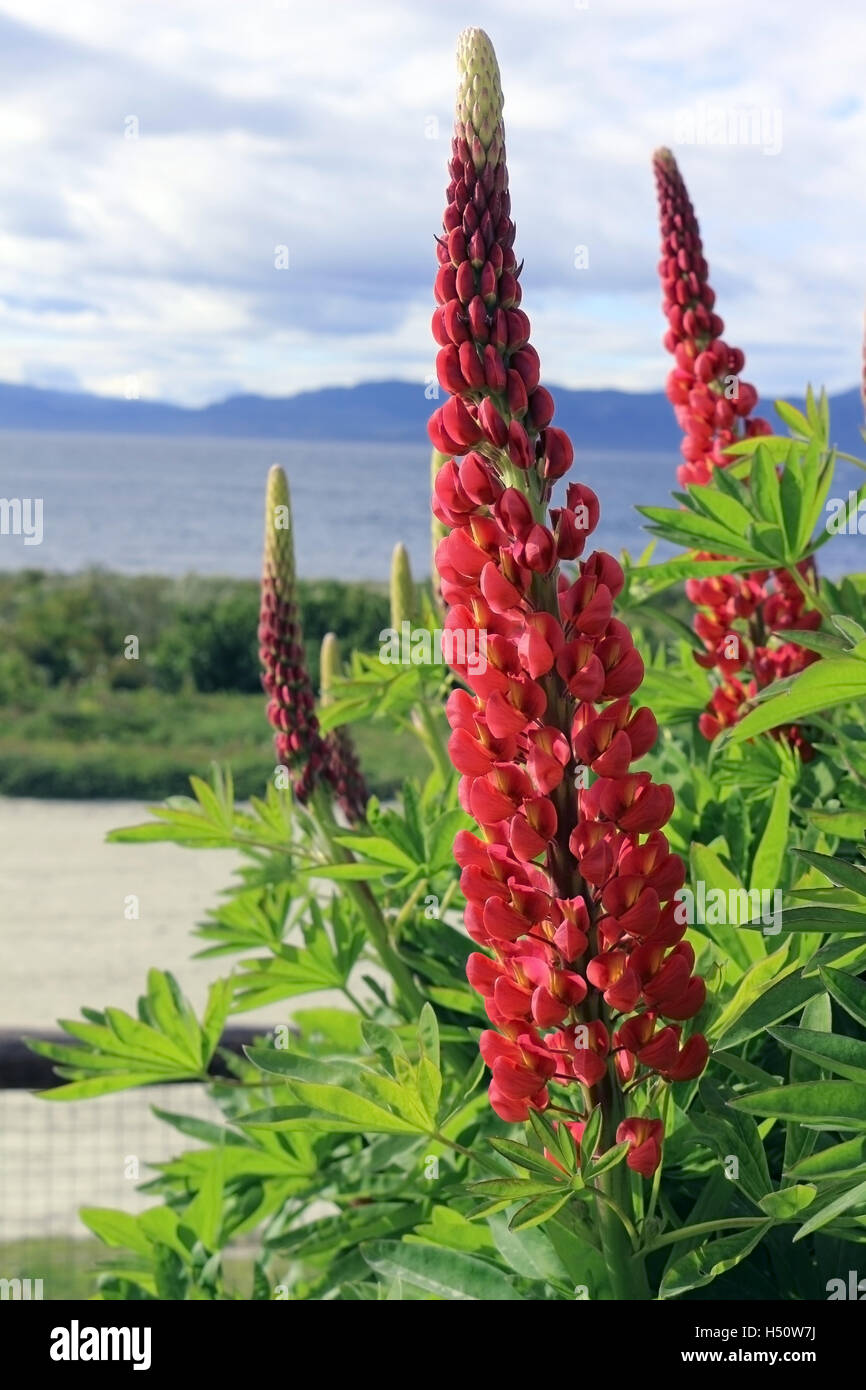 Rosa rötlich gelben Lupinen (Lupinus sp) in einem Garten Stockfoto