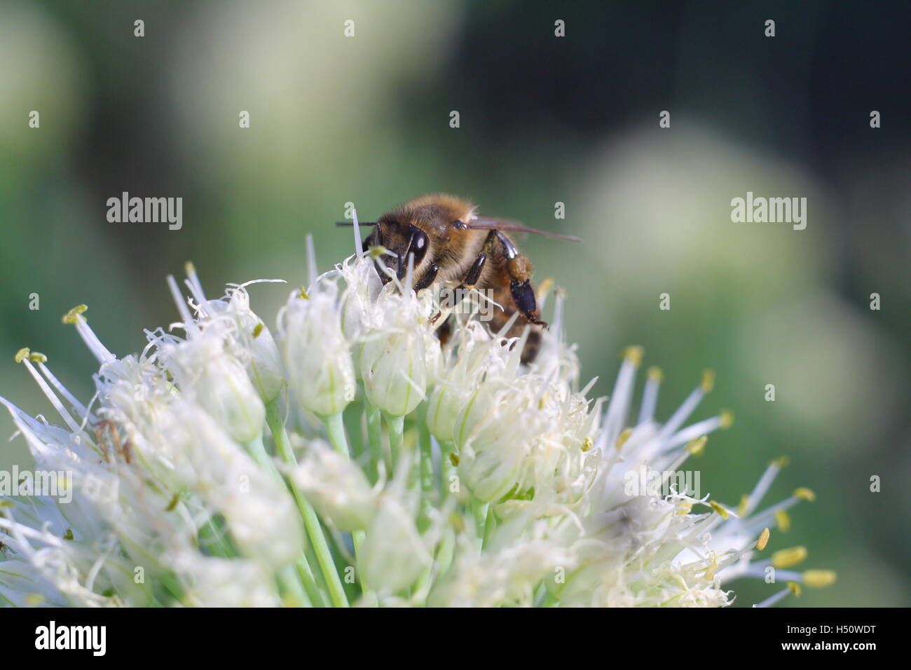 Biene auf weiße Blume Stockfoto