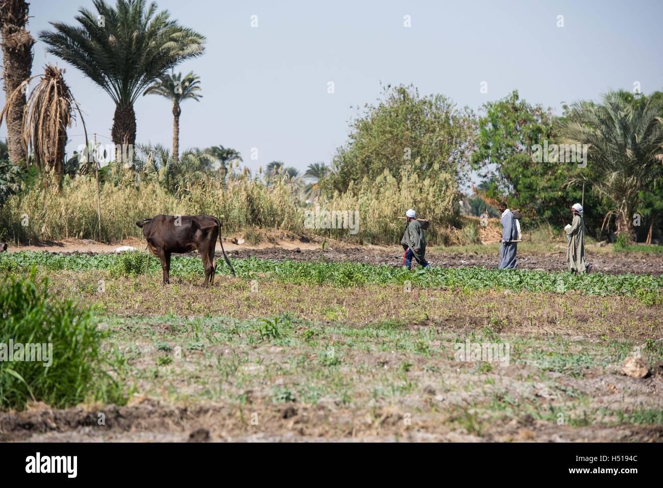 Beni Sweif, Ägypten. 19. Oktober 2016. Ägyptische Bauern arbeiten auf dem Gebiet nach dem Besuch der landwirtschaftlichen Klassen an einer Jugend Bauer Feldschule in Beni Sweif Governorate, Ägypten, 19. Oktober 2016. Hoher Beamter aus Ägypten und Essen und Landwirtschaft (FAO) der Vereinten Nationen machte Besuche vor Ort am Mittwoch zu einem gemeinsamen Entwicklung des ländlichen Raums-Projekt als Teil der Feierlichkeiten 2016 World Food Day (WRRL). © Meng Tao/Xinhua/Alamy Live-Nachrichten Stockfoto