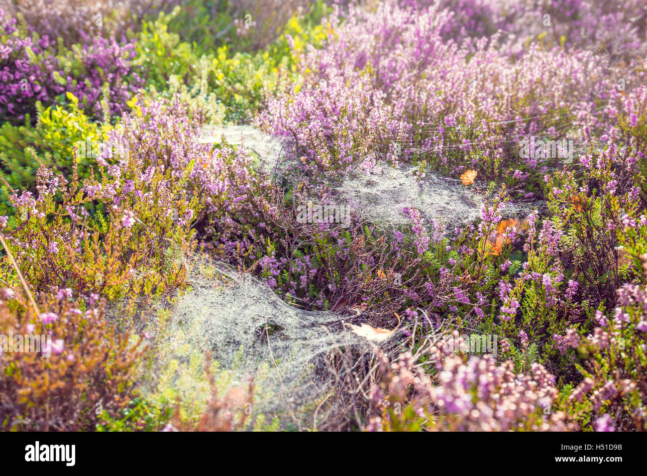 Bunte saisonale Wiese mit Heather Blumen und Spinnennetz Stockfoto
