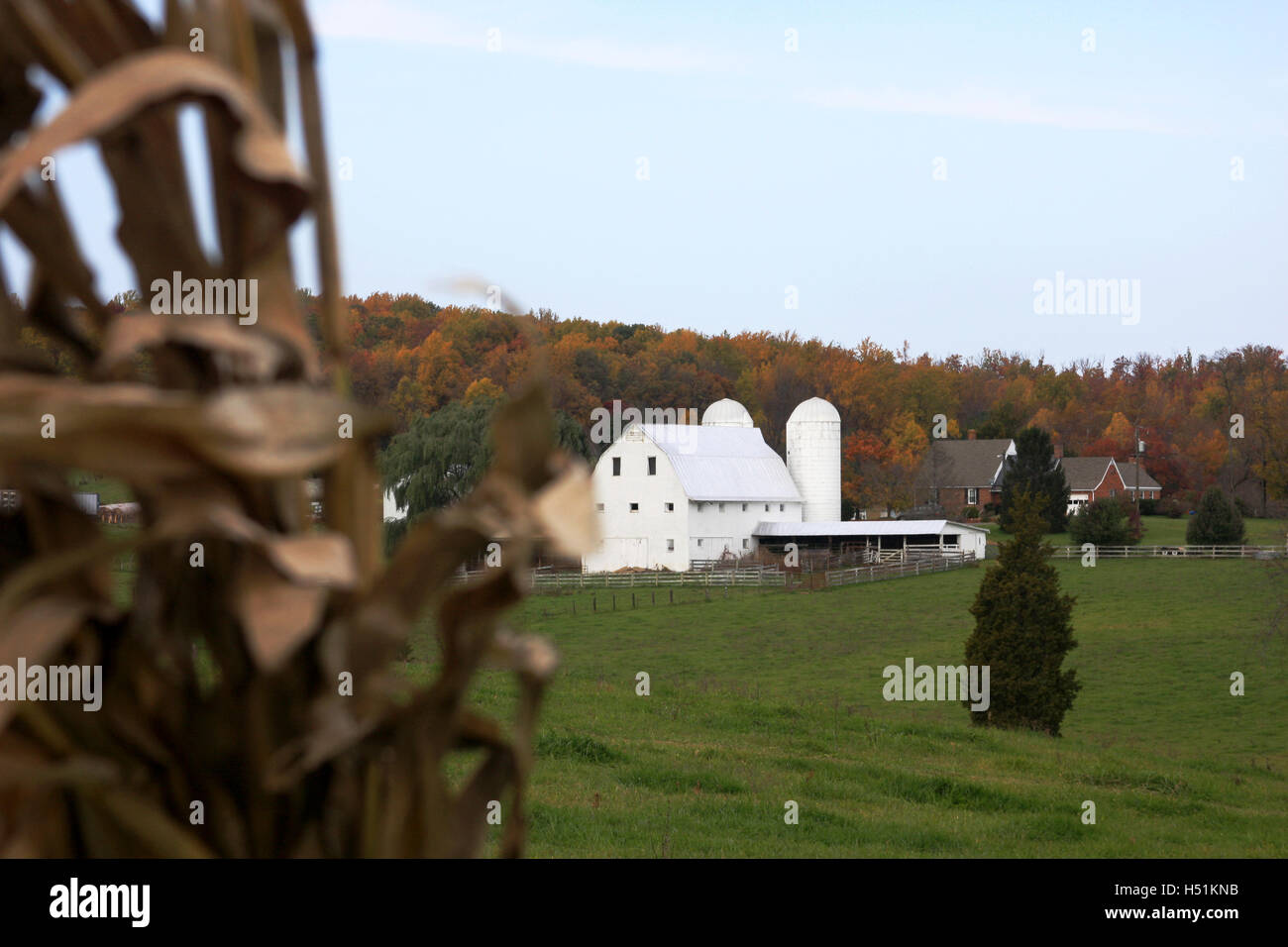 Blick auf weiße Scheune mit Silos auf Bauernhof im ländlichen Virginia Stockfoto