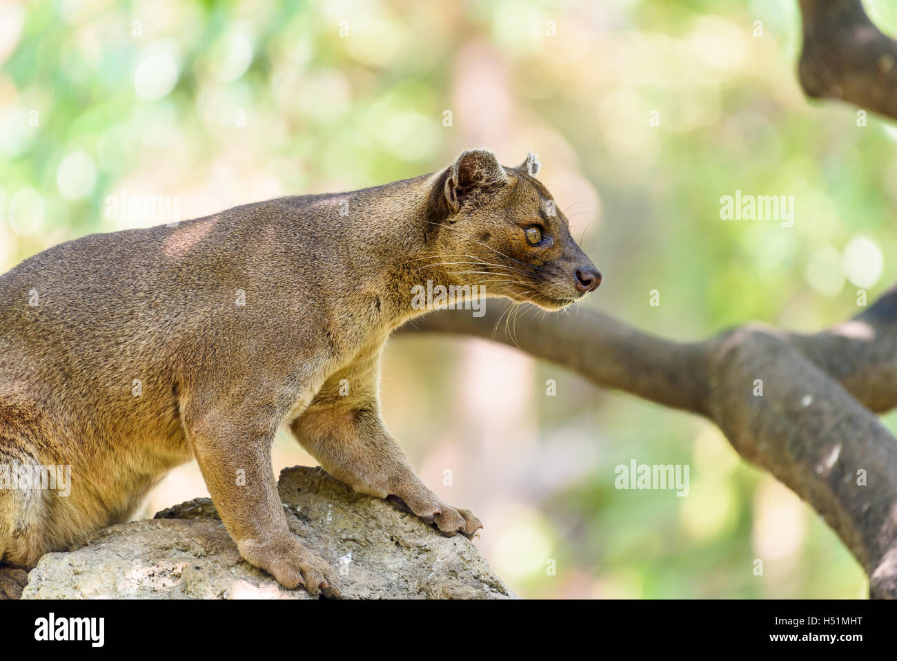 Fossa (Cryptoprocta Ferox) Katze In Madagaskar Stockfoto