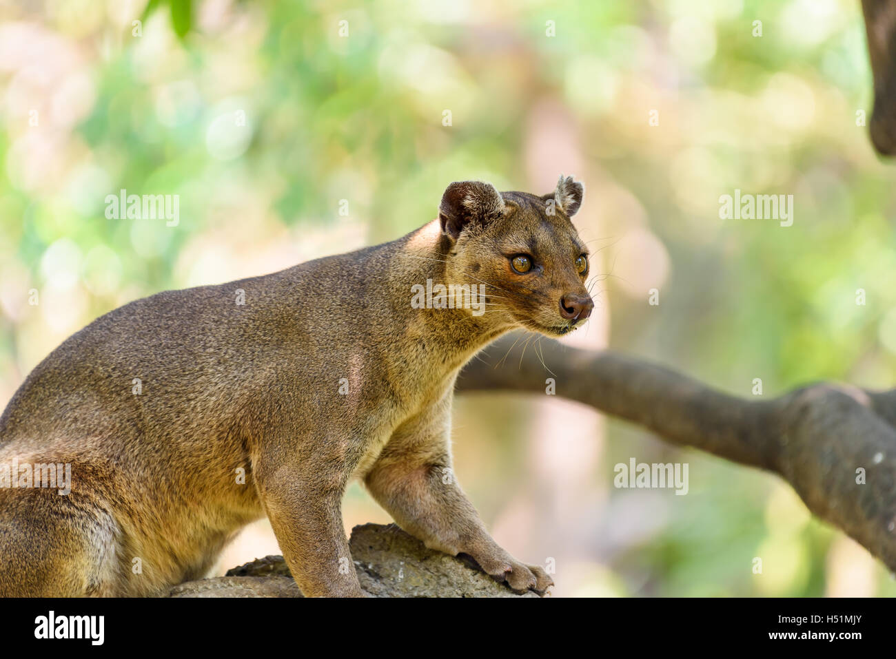 Fossa (Cryptoprocta Ferox) Katze In Madagaskar Stockfoto