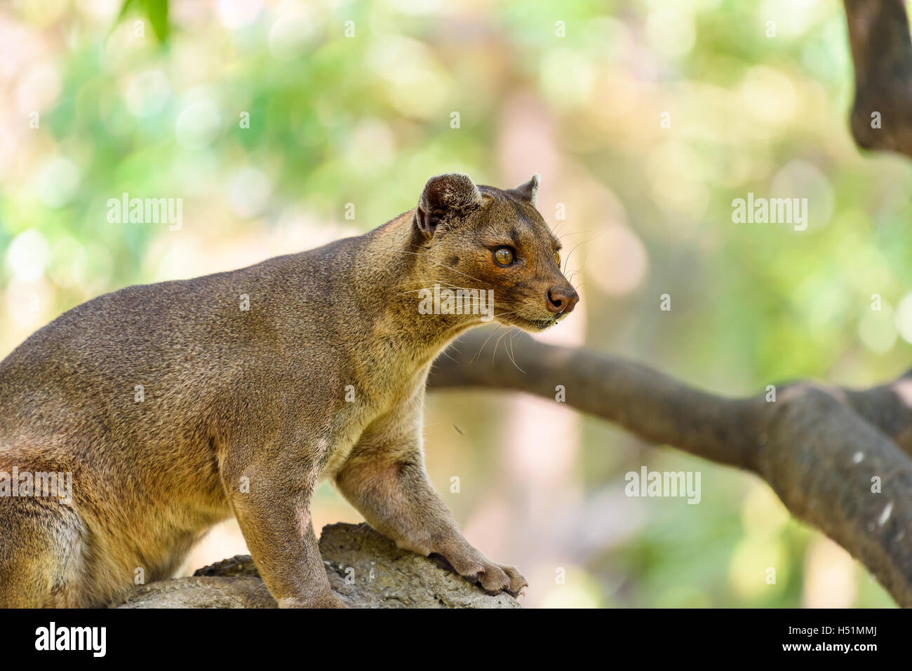 Fossa (Cryptoprocta Ferox) Katze In Madagaskar Stockfoto