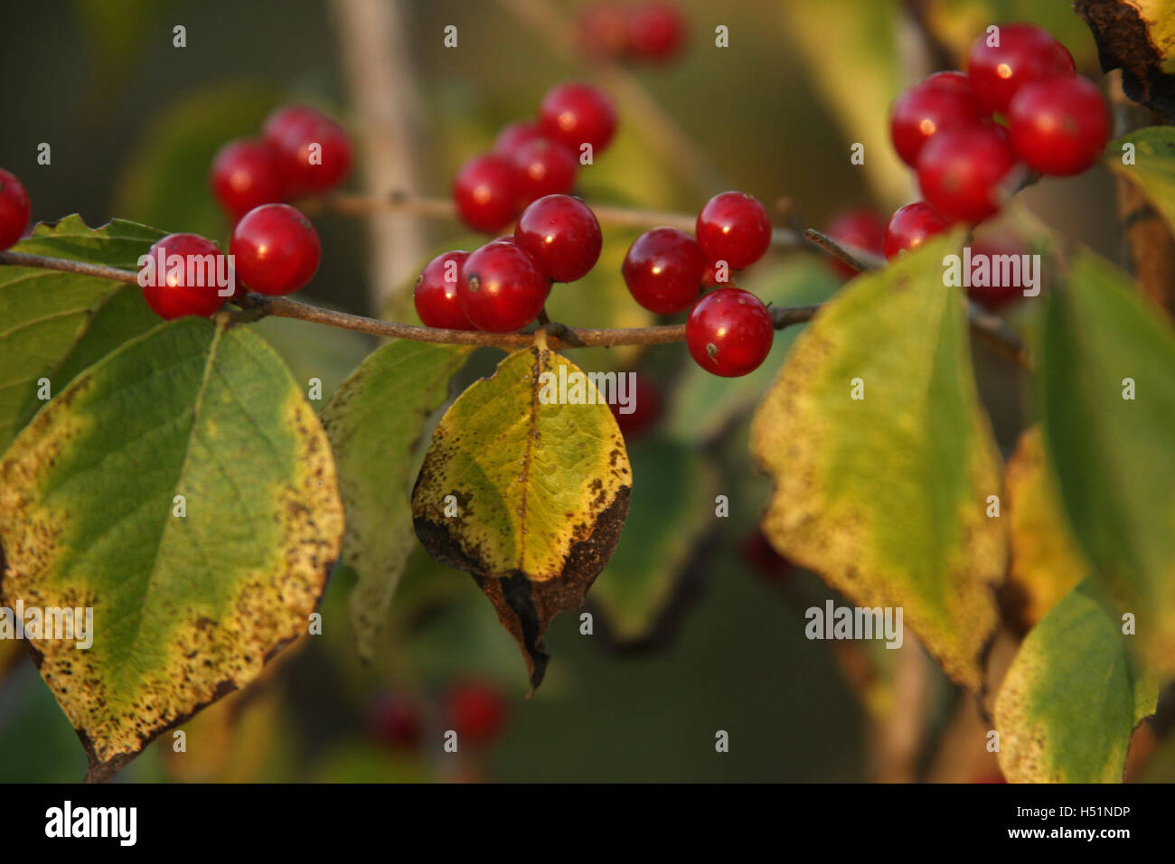 Reife Frucht eines Winterbeerstrauch (Schwarze Erle) im Herbst Stockfoto