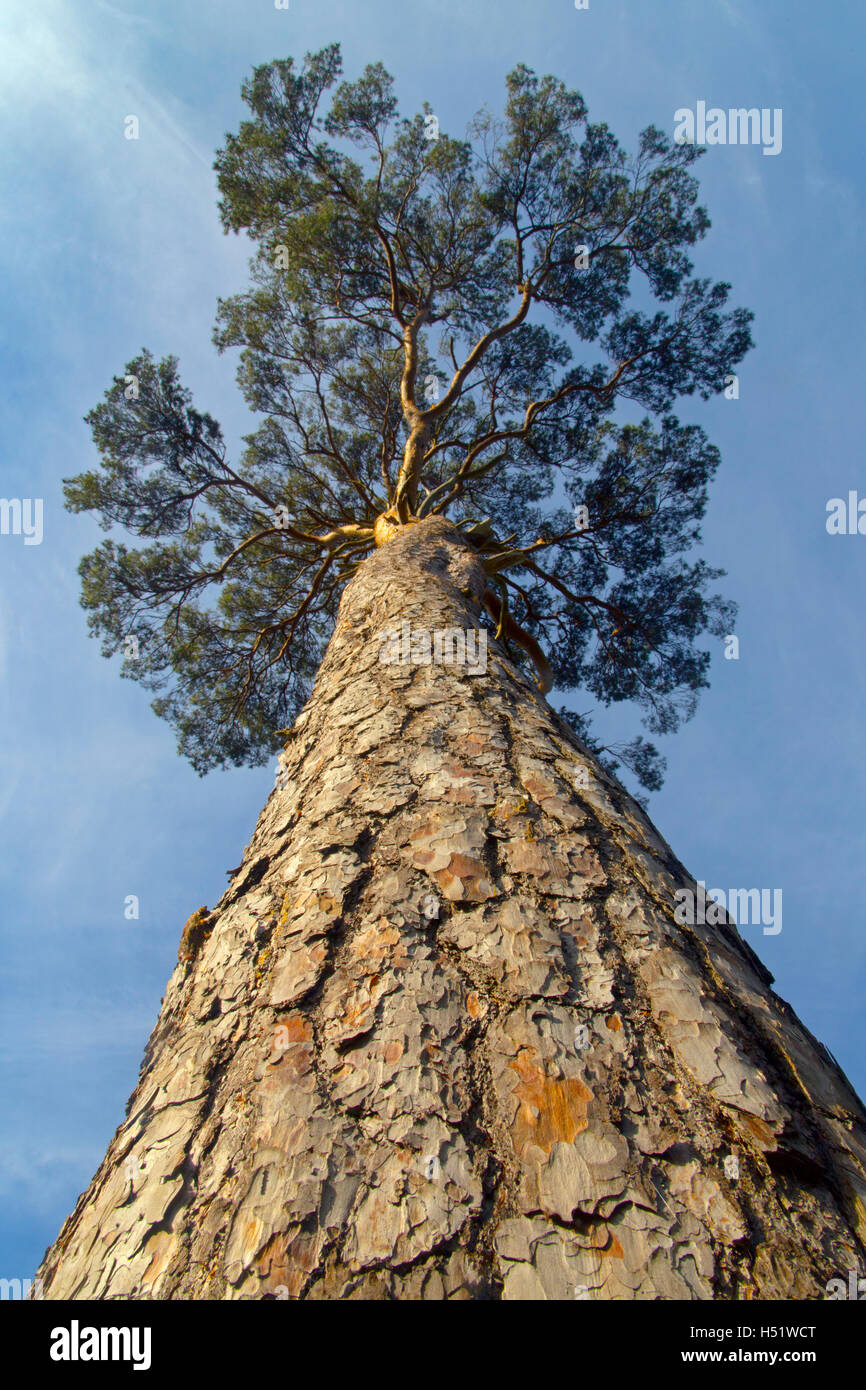 Scots Kiefer Pinus Sylvestris Stamm und Rinde Stockfoto