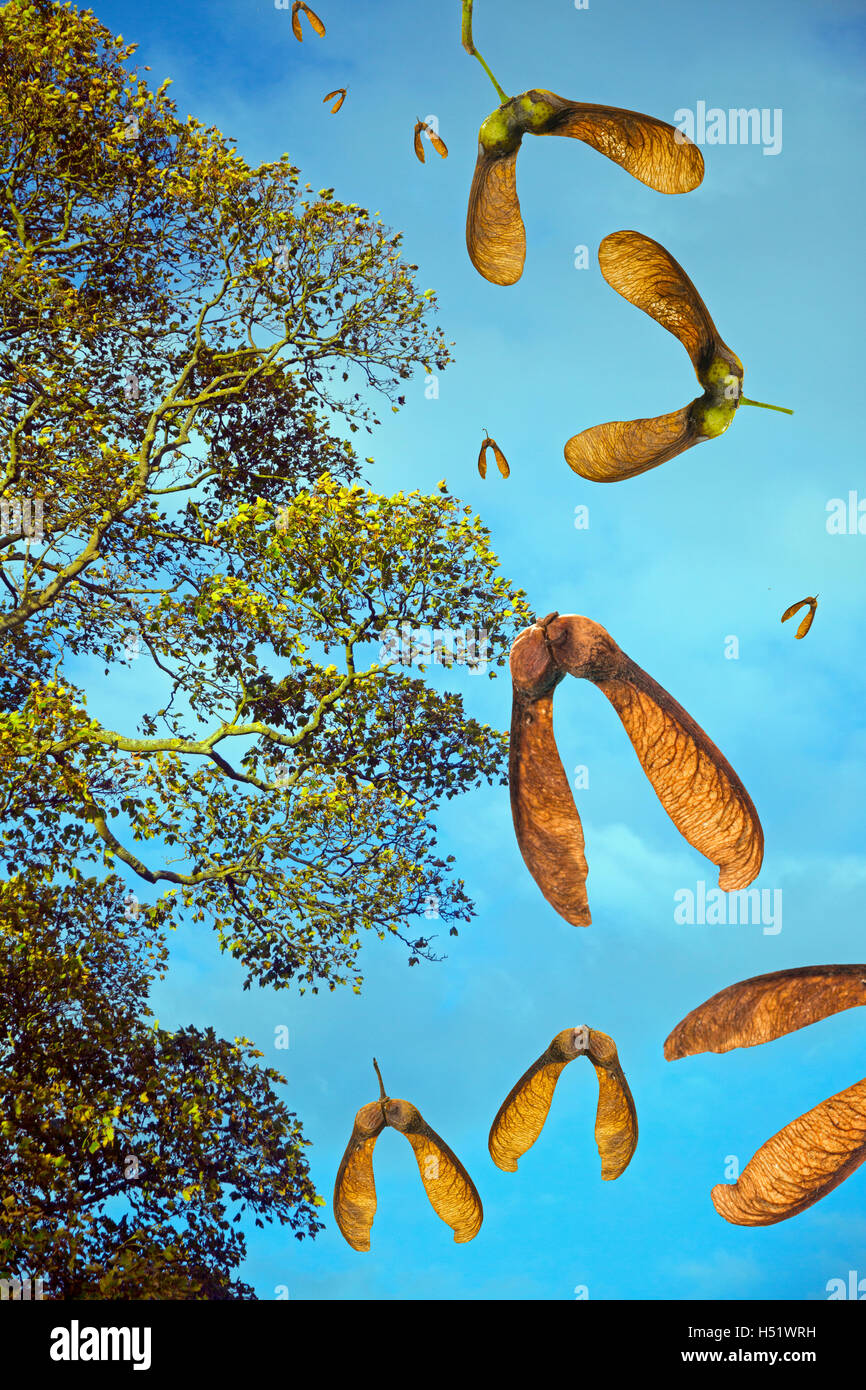 Ein Verbund aus Bergahorn Acer Pseudoplatanus fallende Samen im Herbst Stockfoto