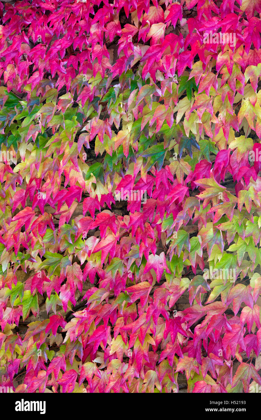 Parthenocissus Tricuspidata. Boston-Efeu / japanische Creeper im Herbst Stockfoto