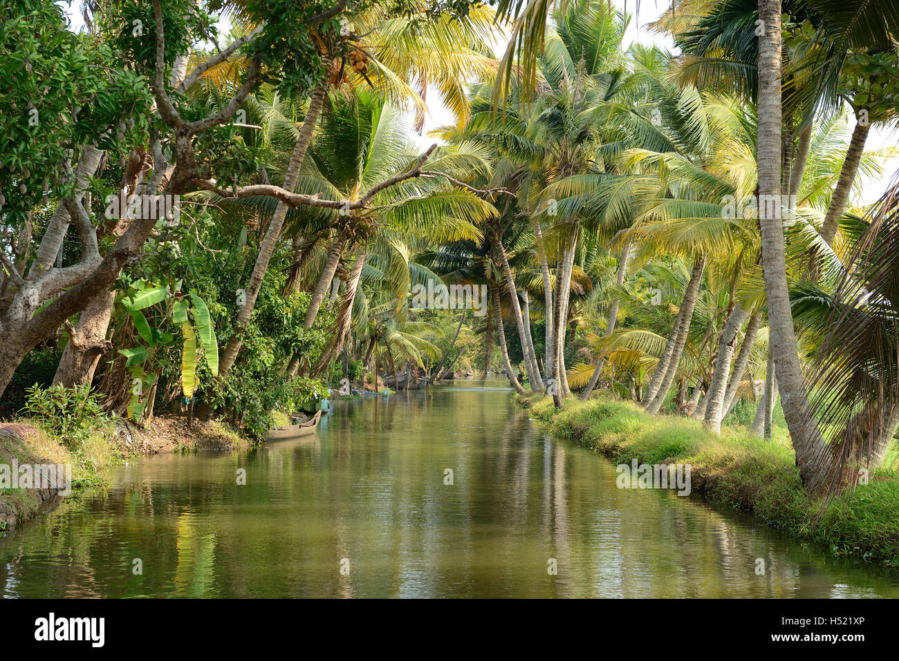 Indien, Bäume Coco Reflexion am hinteren Gewässer von Kerala Stockfoto Indien, Bäume Coco Reflexion am hinteren Gewässer von Kerala Stockfoto