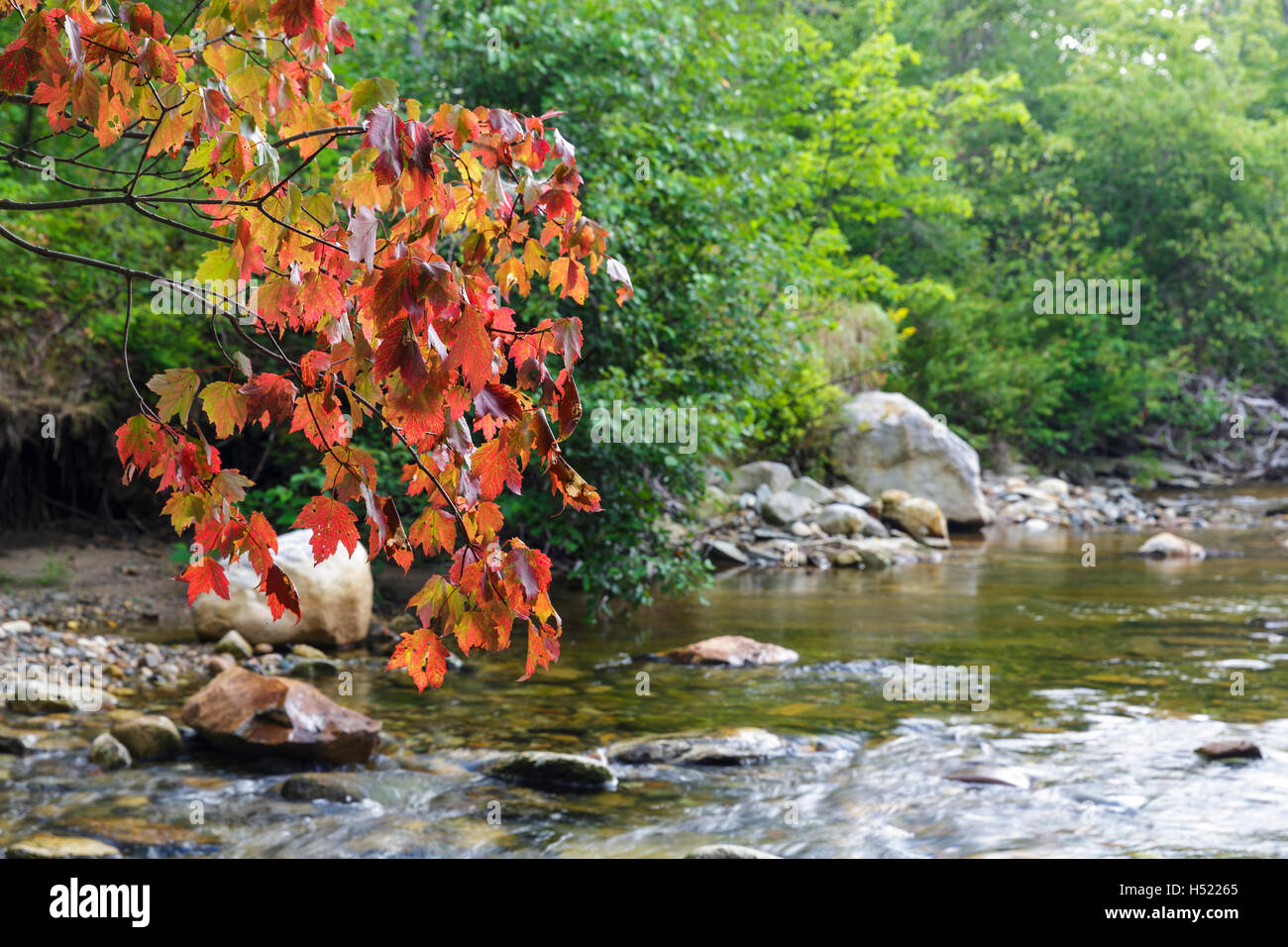 Frühe Anzeichen des Herbstes entlang der Wild Ammonoosuc River in Easton, New Hampshire in den Sommermonaten. Stockfoto