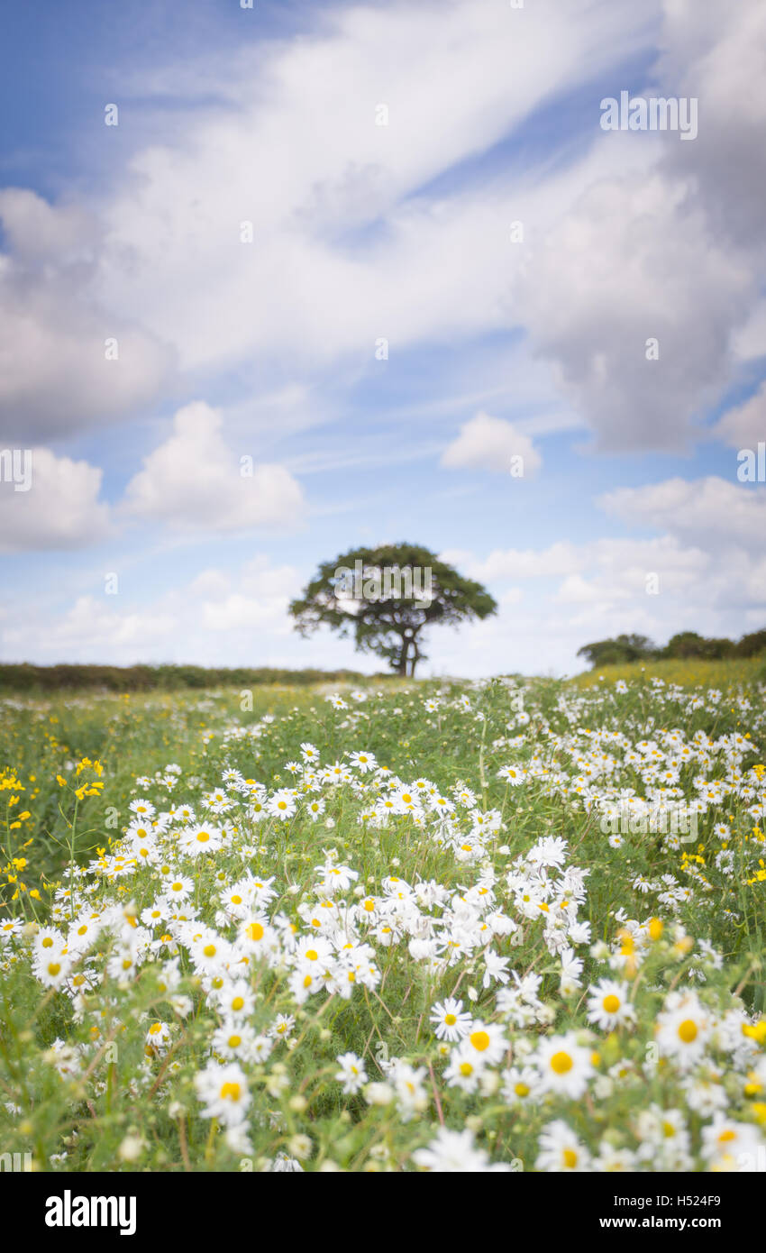 Einsamer Baum in einem Feld voller wilden Gänseblümchen und gelbe Blüten an einem hellen und fröhlichen Sommertag auf dem Lande Stockfoto