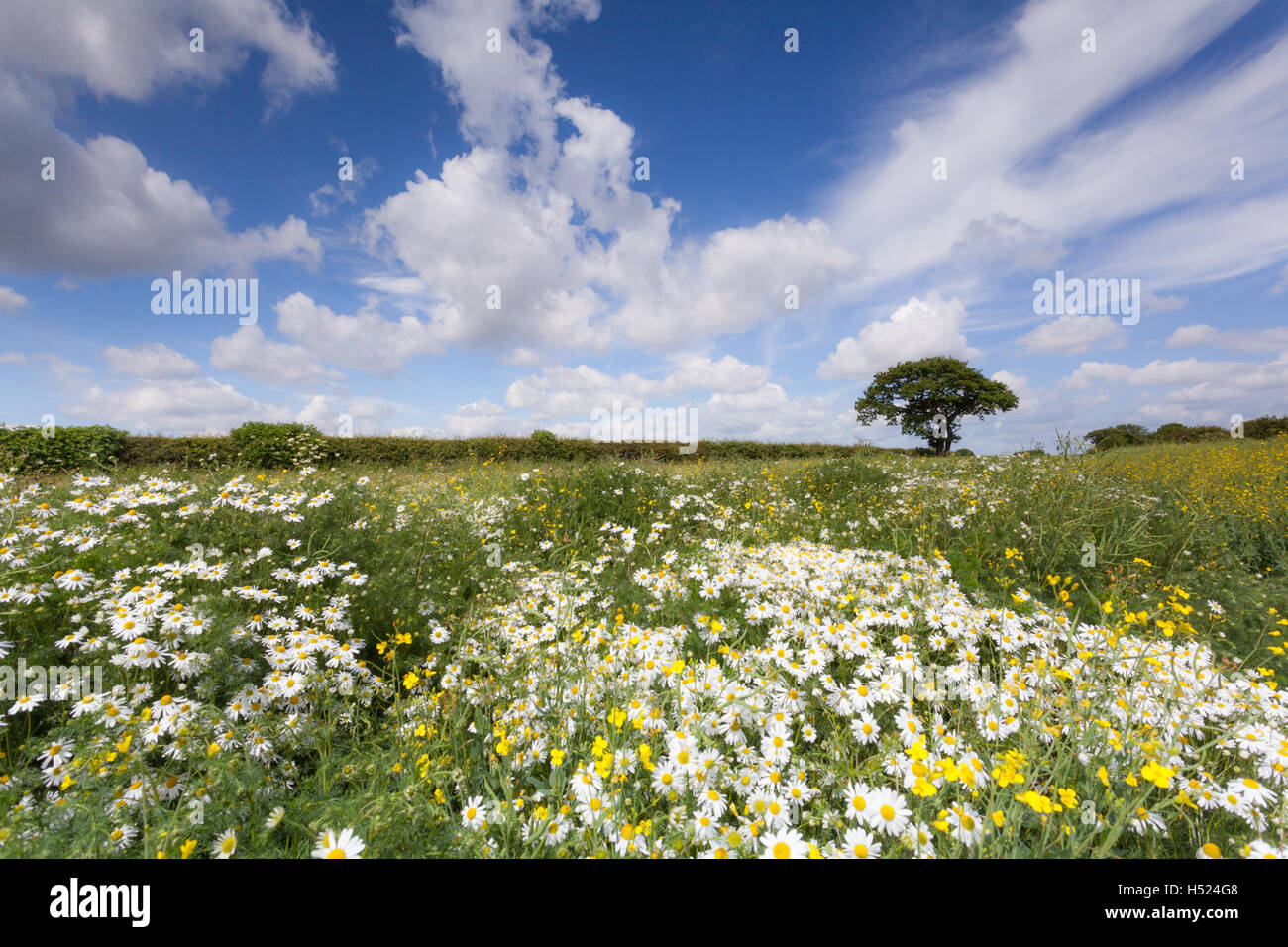 Einsamer Baum in einem Feld voller wilden Gänseblümchen und gelbe Blüten an einem hellen und fröhlichen Sommertag auf dem Lande Stockfoto