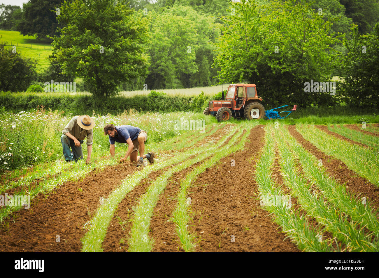 Zwei Männer tendenziell Reihen von kleinen Pflanzen in einem Feld. Stockfoto