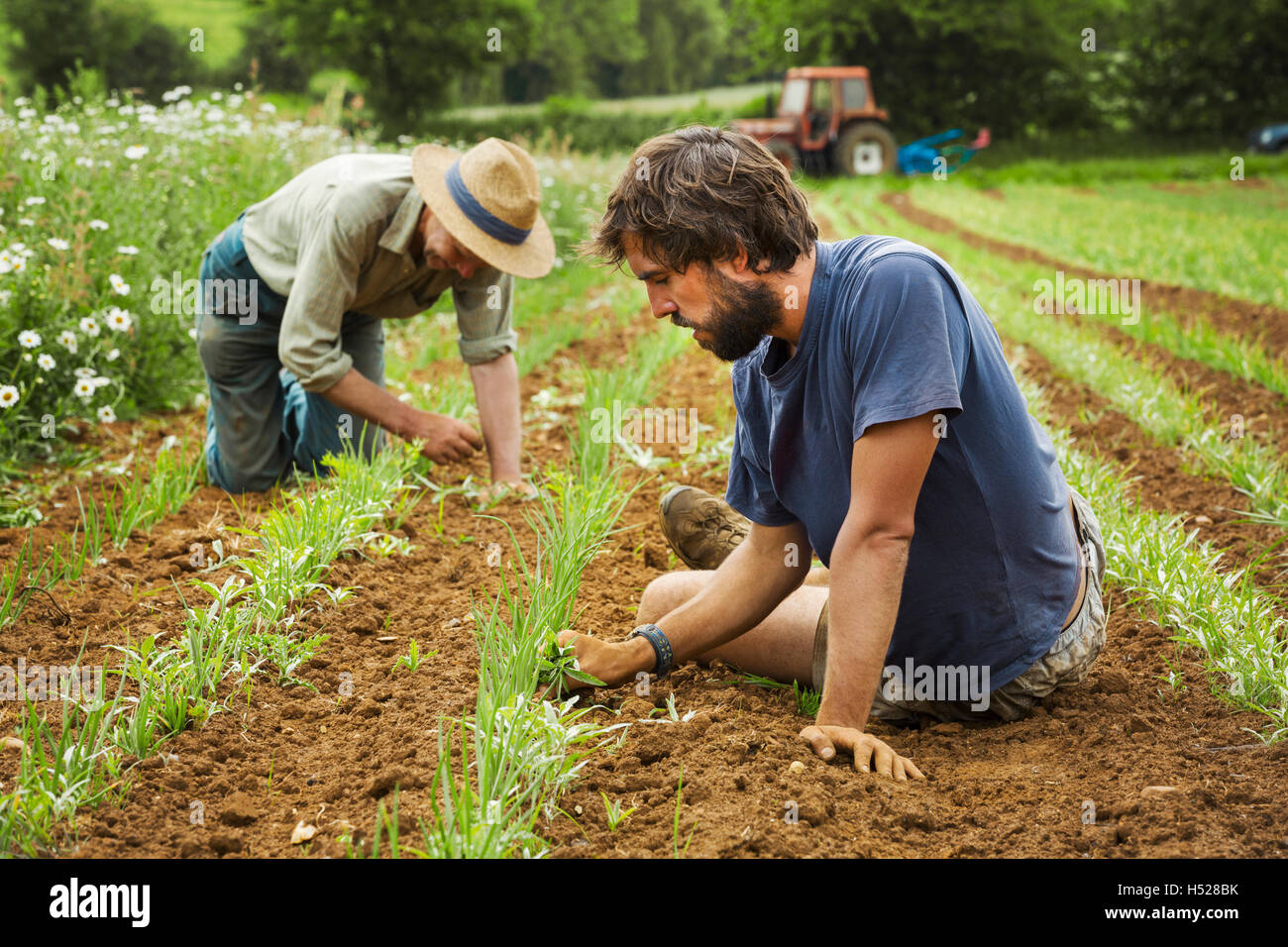 Zwei Männer tendenziell Reihen von kleinen Pflanzen in einem Feld. Stockfoto