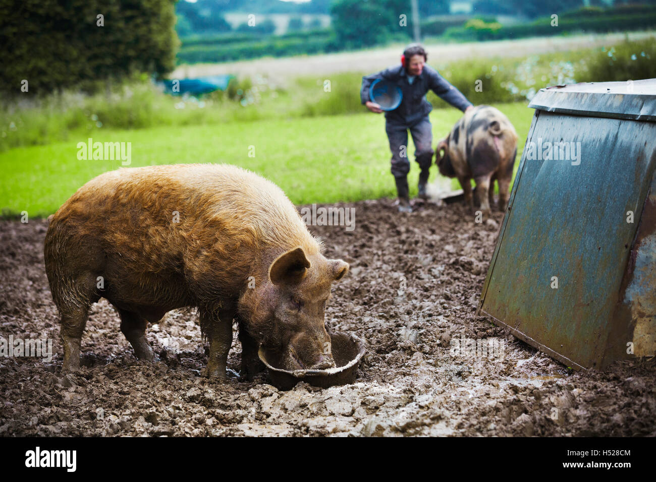 Ein Schwein essen aus einem Eimer, eine Frau und ein Schwein im Hintergrund. Stockfoto