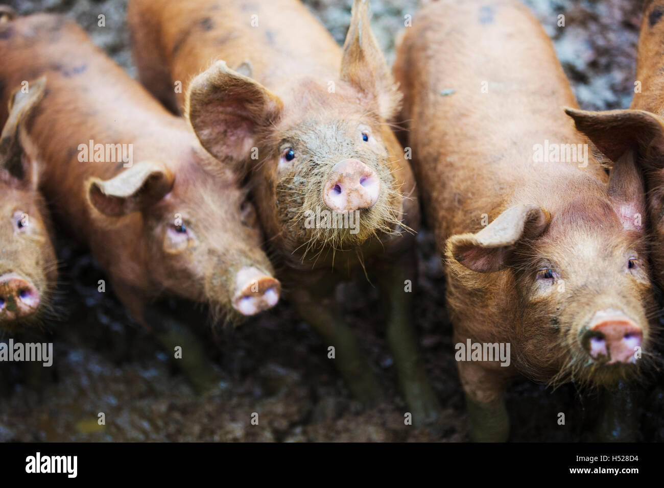 Eine Gruppe von Schweinen in einem schlammigen Feld. Stockfoto