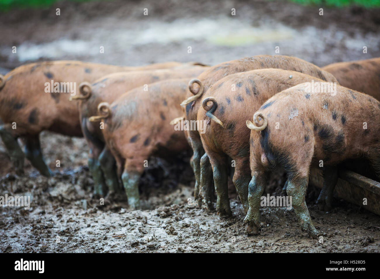 Eine Gruppe von Schweinen in einem schlammigen Feld. Stockfoto