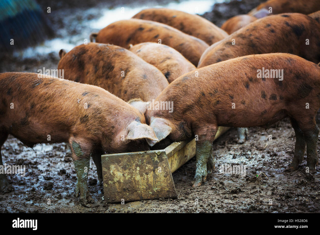 Eine Gruppe von Schweinen aus einem Trog Essen. Stockfoto