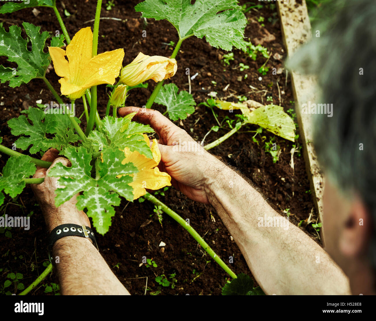 Ein Gärtner arbeiten im Gemüsegarten, biegen um Zucchini mit gelben Blumen zu pflücken. Stockfoto