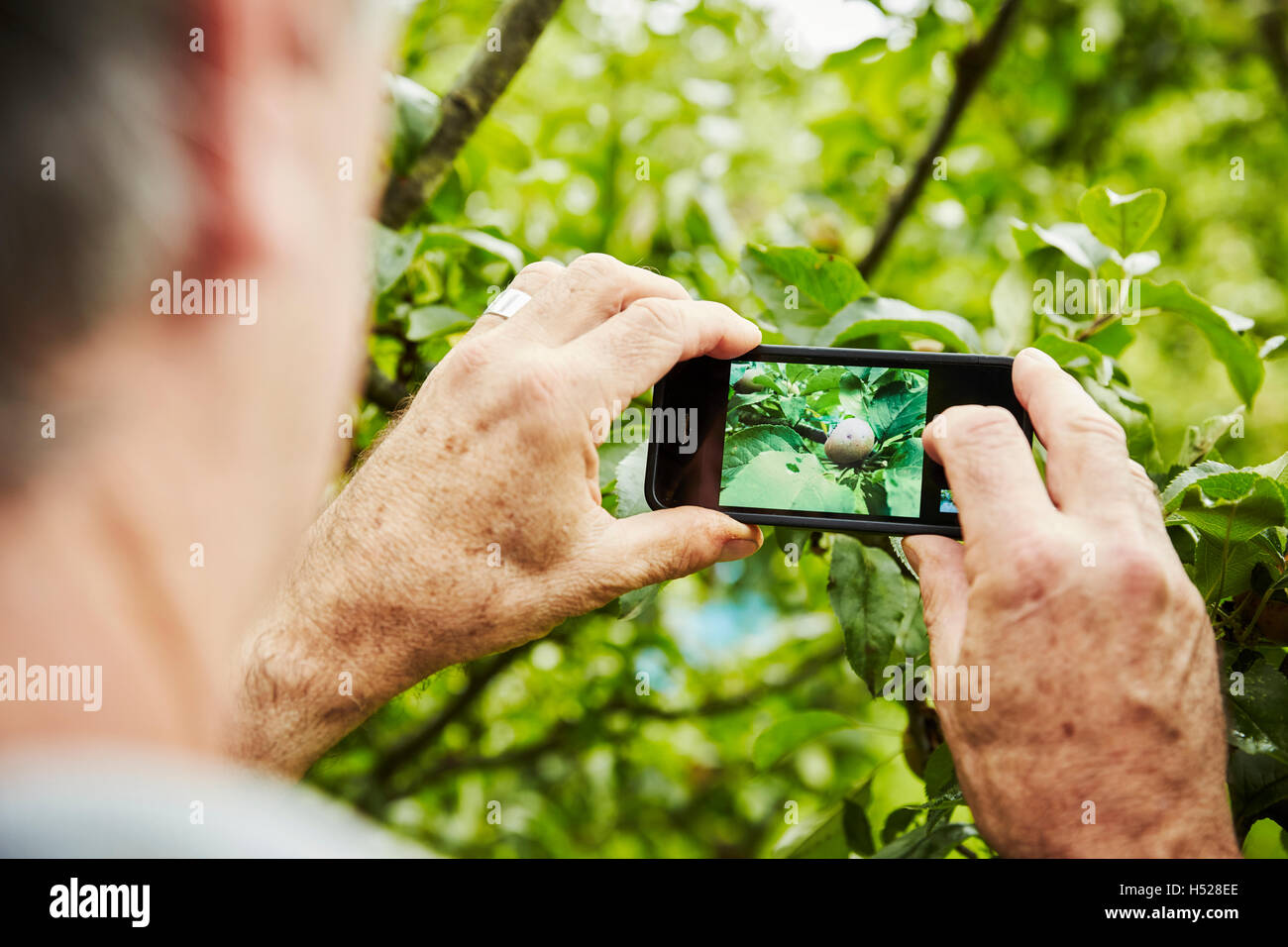 Ein Gärtner arbeiten in einem Gemüsegarten in einem Garten hinter dem Haus. Nehmen ein Foto mit einem Smartphone von Apple an einem Baum. Stockfoto