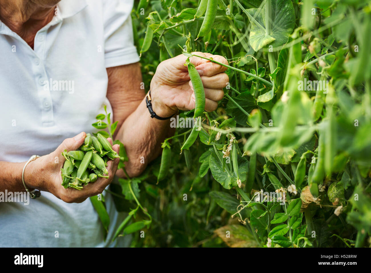 Eine Frau, die Kommissionierung Erbsenschoten aus einer grünen Erbsenpflanze in einem Garten. Stockfoto
