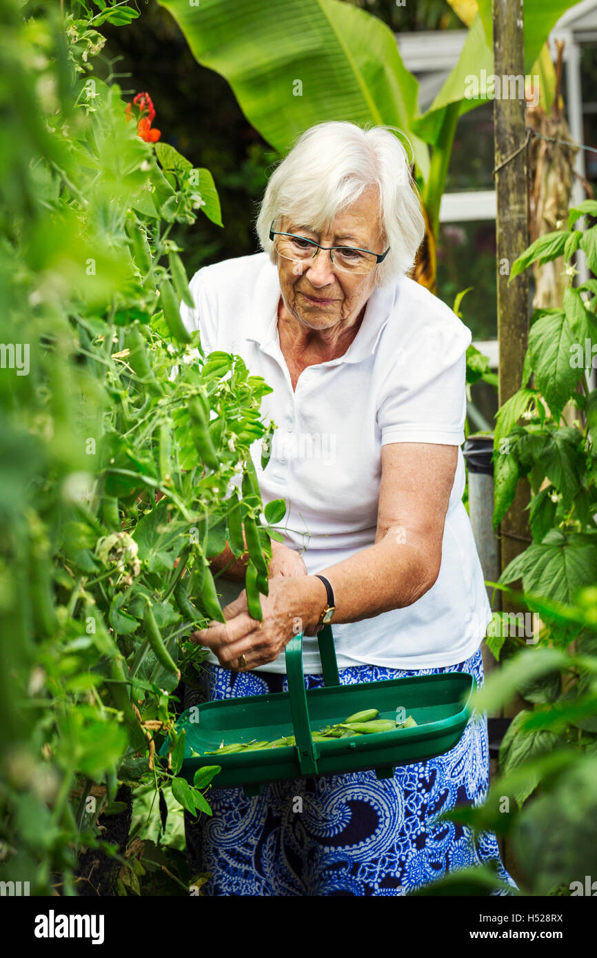 Eine Frau, die Kommissionierung Erbsenschoten aus einer grünen Erbsenpflanze in einem Garten. Stockfoto