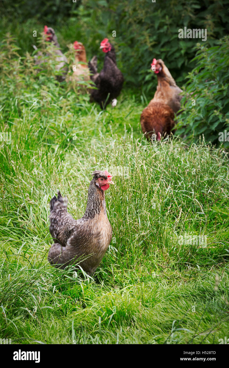 Kleine Herde von heimischen Hühnern in einem Garten. Stockfoto