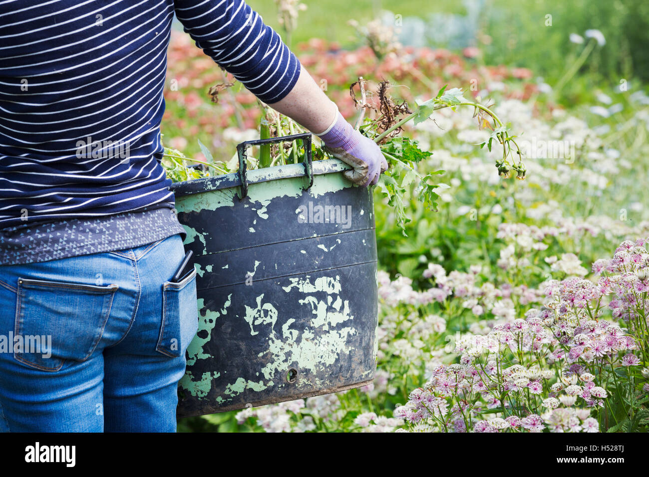 Eine Frau, die einen großen Garten Eimer durch Blumen in einem blühenden Bett. Stockfoto