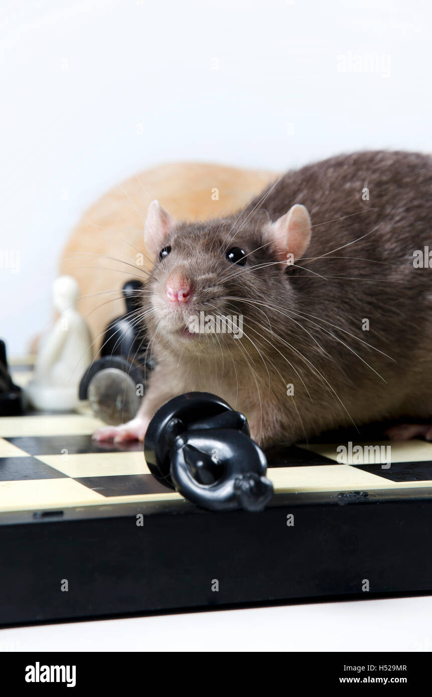 Intelligente und lustige Tiere Deko Ratte spielen Schach. Stockfoto