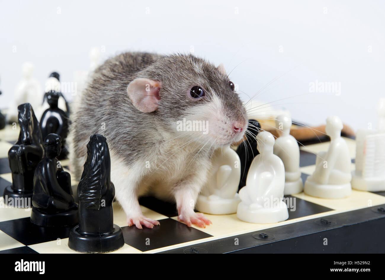 Intelligente und lustige Tiere Deko Ratte spielen Schach. Stockfoto