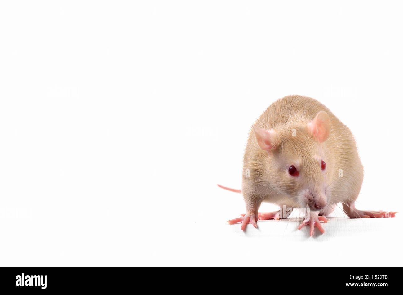 Lustige rote Ratte auf weißem Hintergrund. Stockfoto