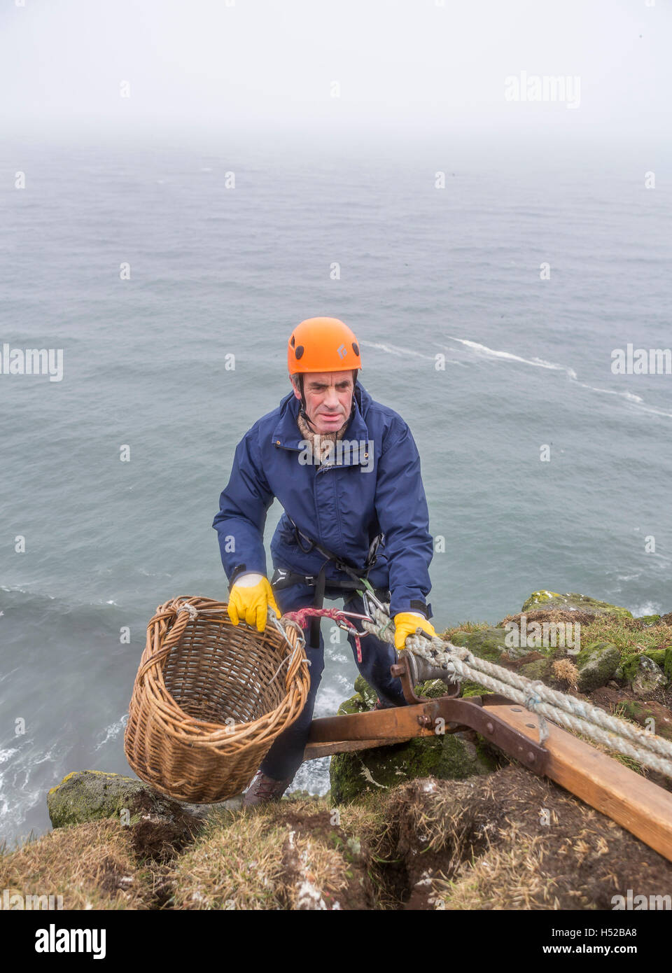 Sammlung von Guillemot Eiern über Klippen, Ingolfshofdi, Island. Stockfoto