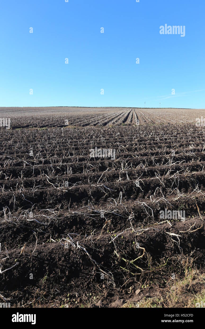 Bereich der Kartoffeln erntereif Angus Scotland Oktober 2016 Stockfoto