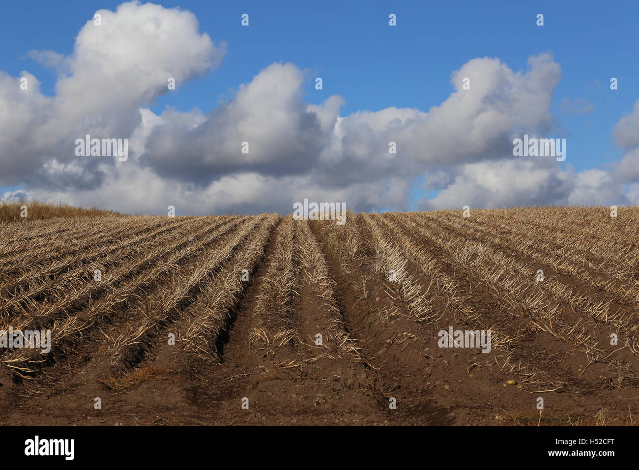 Bereich der Kartoffeln erntereif Angus Scotland Oktober 2016 Stockfoto