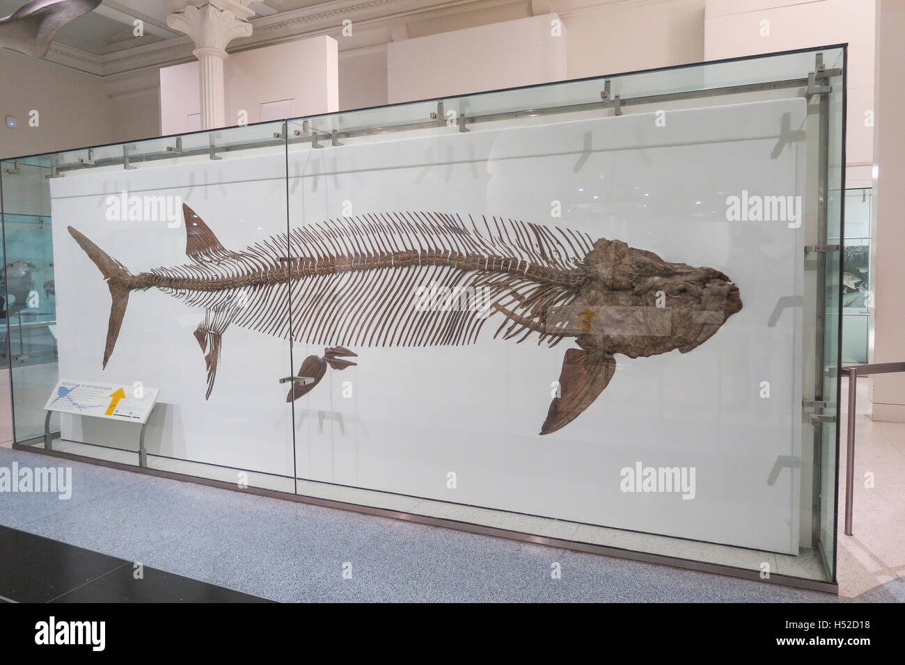 American Museum of Natural History, New York Stockfoto