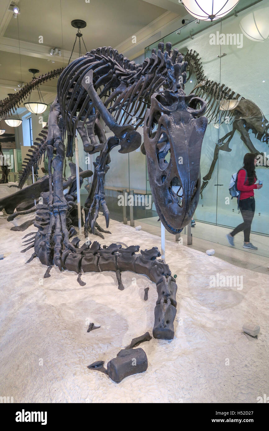 American Museum of Natural History, New York Stockfoto