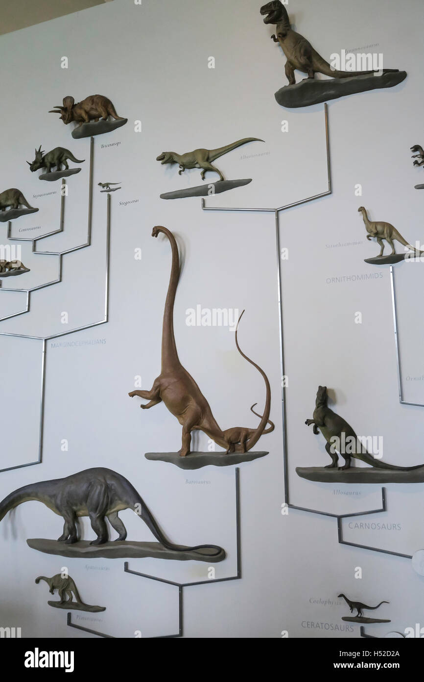 American Museum of Natural History, New York Stockfoto