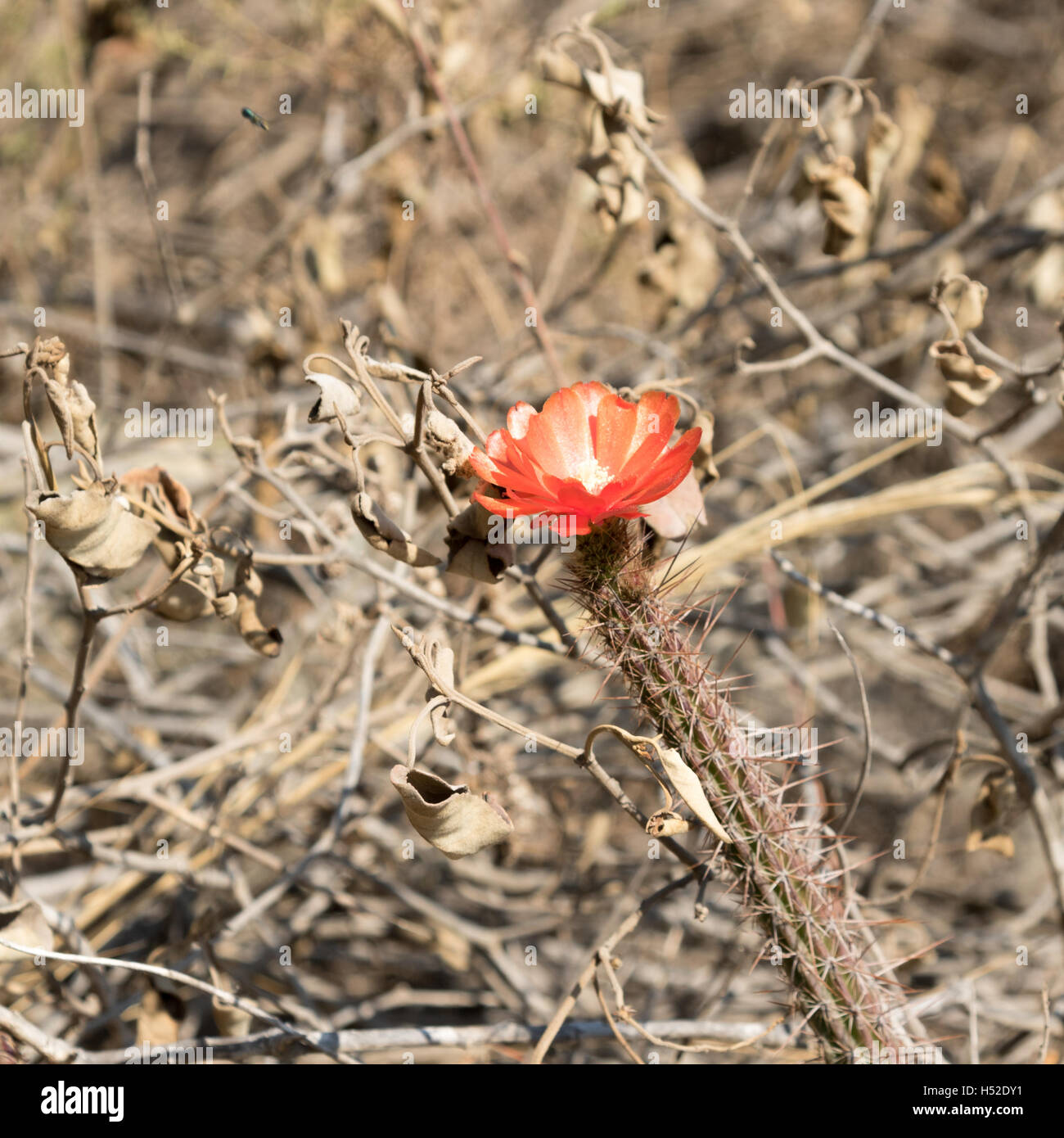 Kaktusblüte wachsen entlang dem Inka-Trail mit trockenem Laub im Hintergrund Stockfoto