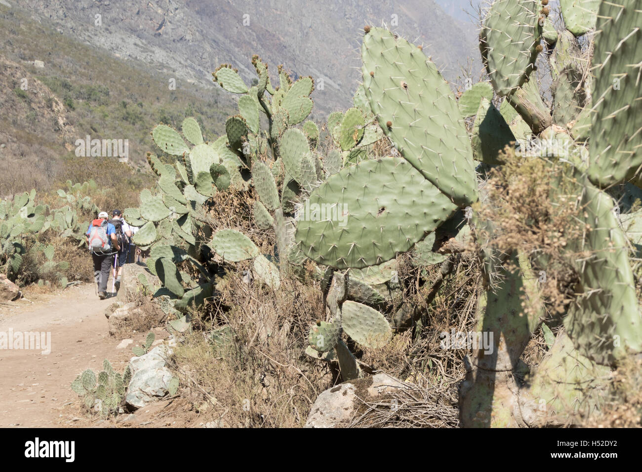 Kakteen wachsen entlang des Inka-Trails mit Wanderer zu Fuß auf den Spuren im Hintergrund Stockfoto