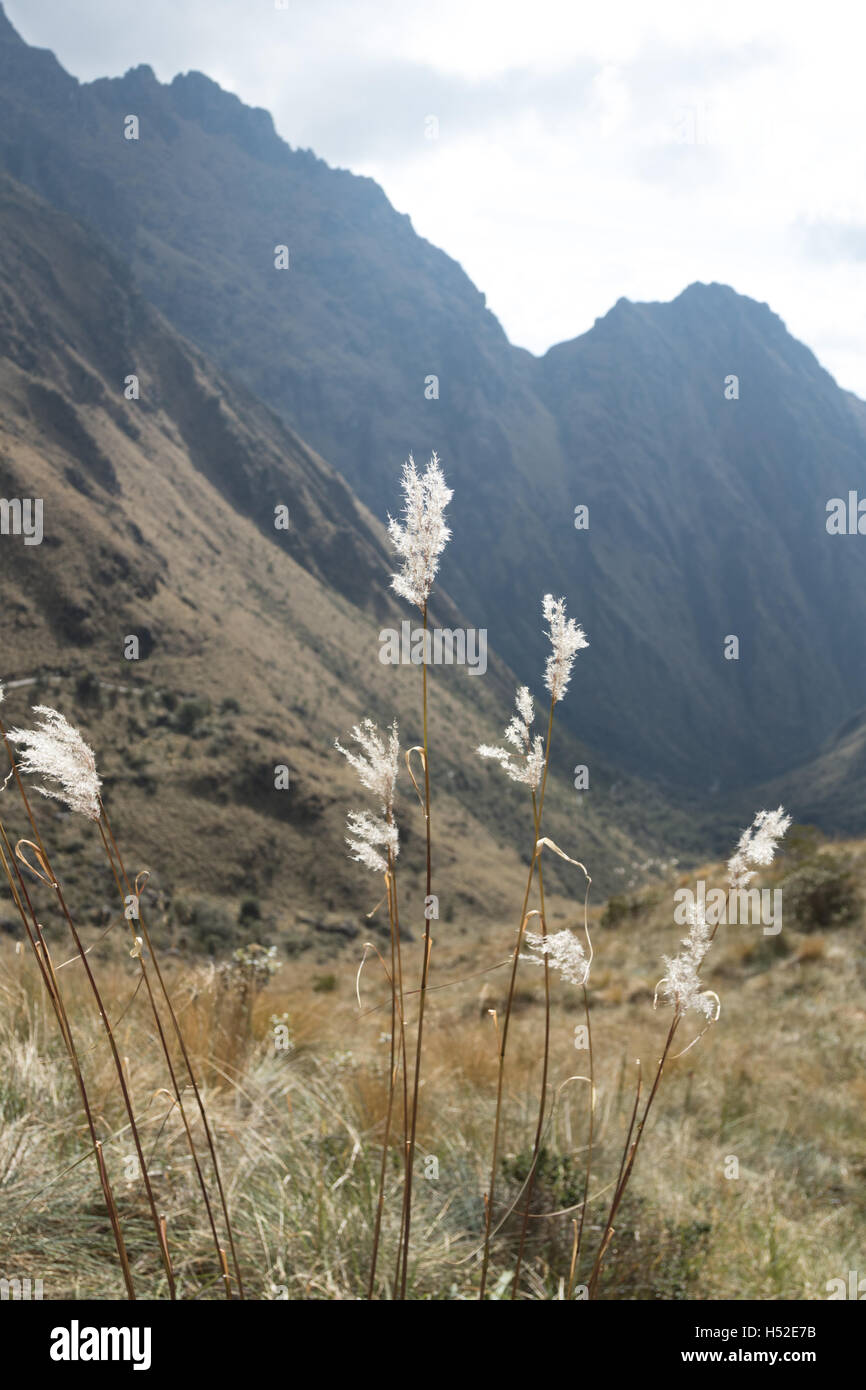 Detail der Landschaft im Heiligen Tal entlang des Inka-Trail Stockfoto