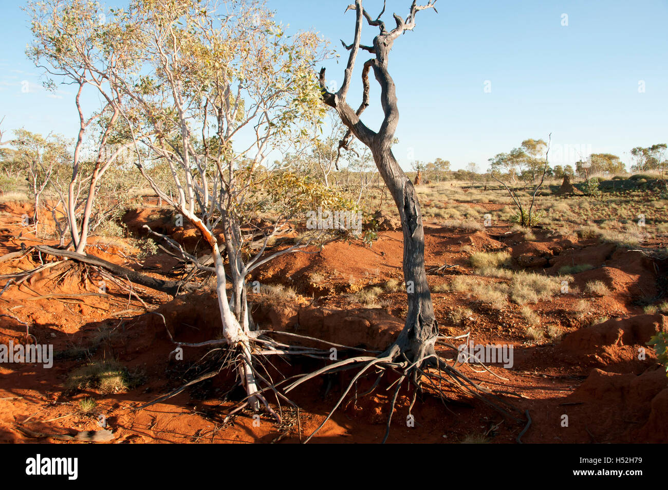 Eukalyptus-Bäume in Dry Creek - Kimberley - Australien Stockfoto