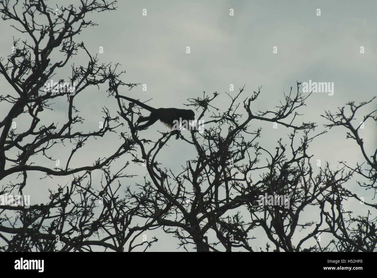 Ein Mantled Brüllaffen Silhouette gegen den Himmel, greifen mit ihren Greifschwanz wie es springt von Ast zu Ast. Stockfoto