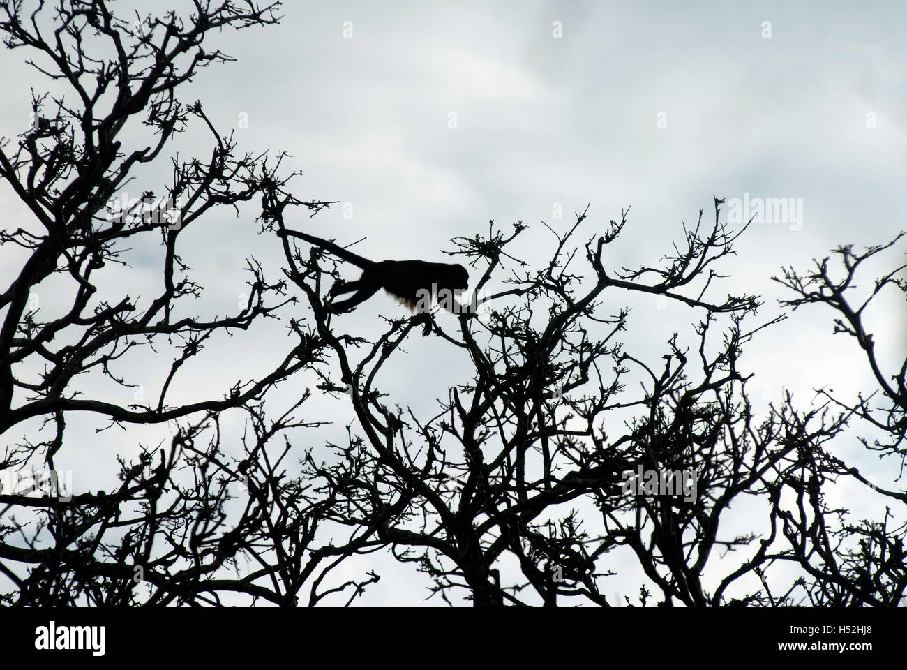 Ein Mantled Brüllaffen Silhouette gegen den Himmel, greifen mit ihren Greifschwanz wie es springt von Ast zu Ast. Stockfoto