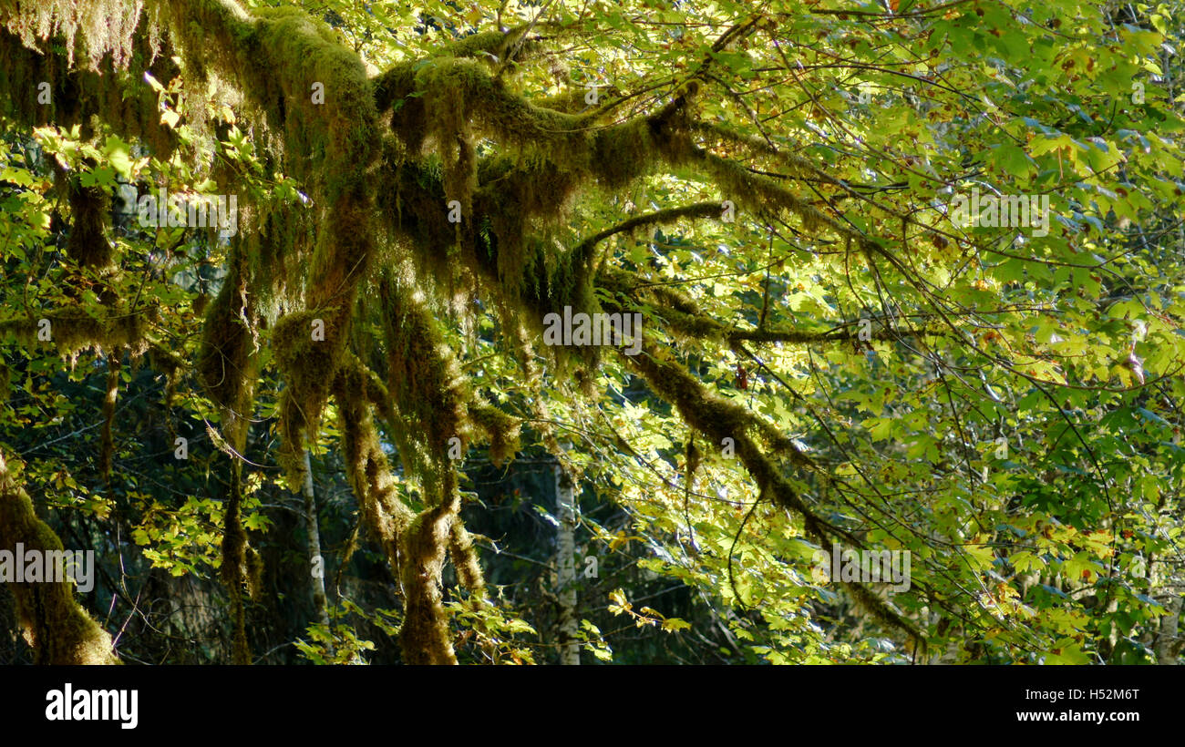 Hoh Rain Forest, Olympic Nationalpark, WASHINGTON USA - Oktober 2014: Bäume beklebt mit Moos Stockfoto