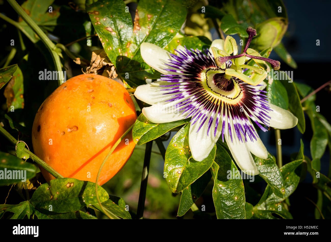 Frucht und Blume der Passiflora Caerulea oder Passionsblume im Herbst Stockfoto